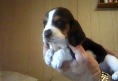 Masculino Tricolor bonita Basset Hound