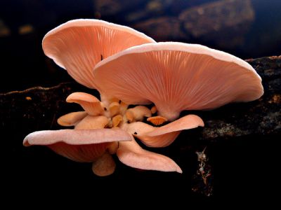 Produção de Cogumelos