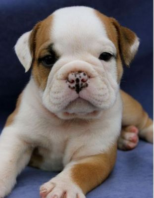 Bulldog Inglês com LOP e Afixo