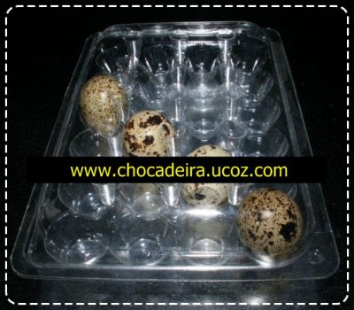 ovos de codorniz galados