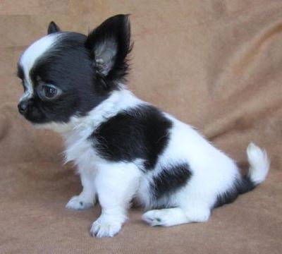 Chihuahua de pelo curto 