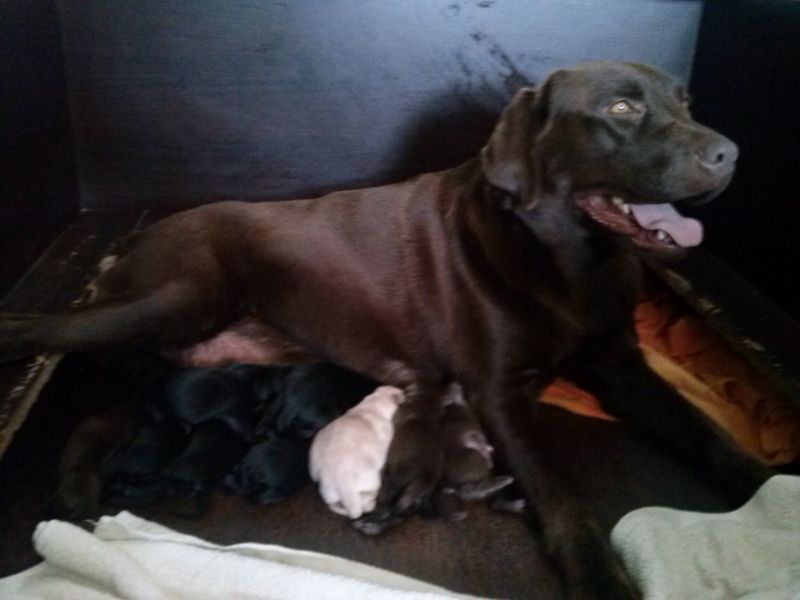 Labradores Retriever descendentes de campeões!!