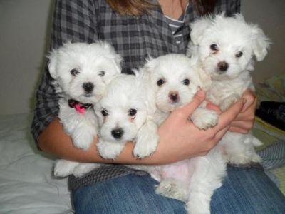 muito inteligente maltês