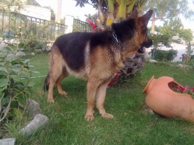 pastores alemaes de qualidade com pediggre 