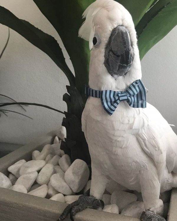 Arara jovem deslumbrante para venda