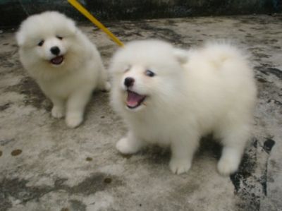  Estes filhotes machos e fêmeas da Pomerânia