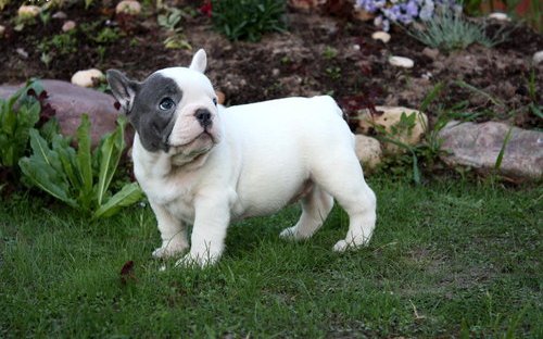 Excelente ninhada de Bulldog Francês 