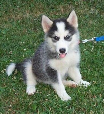 filhote de cachorro husky para adopção