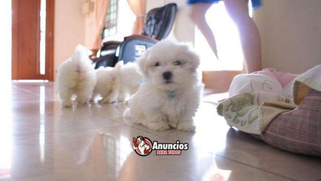 Excelente macho e fêmea bichon maltês com lop