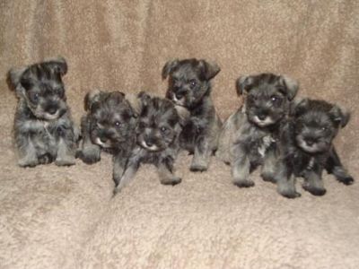 Cachorros schnauzer miniatura