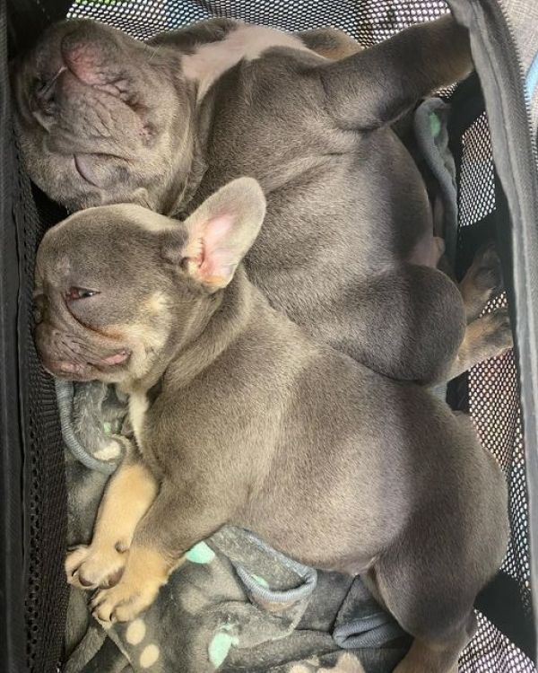 Filhotes de Bulldog Francês