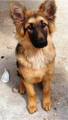 Pastor Alemão do Criador