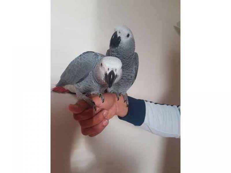 Gaiola e papagaio cinza-africano