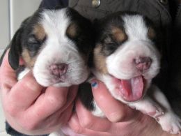 Filhotes de Beagle bonitas